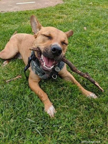 18 Joyful Dogs That Bring Smiles to Everyone