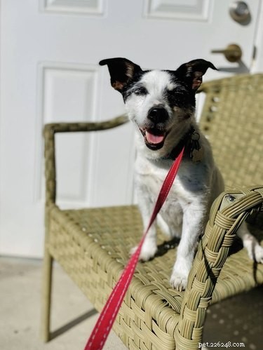 18 Joyful Dogs That Bring Smiles to Everyone