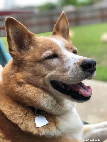 18 Joyful Dogs That Bring Smiles to Everyone