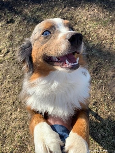 18 Joyful Dogs That Bring Smiles to Everyone