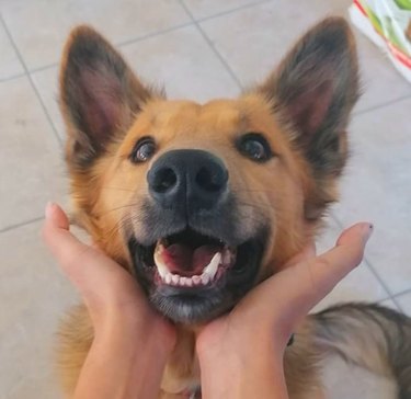 18 Joyful Dogs That Bring Smiles to Everyone