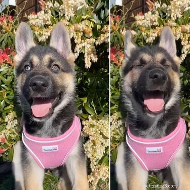 18 Joyful Dogs That Bring Smiles to Everyone