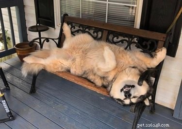 18 Joyful Dogs That Bring Smiles to Everyone