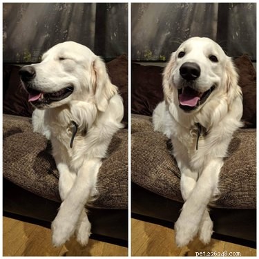 18 Joyful Dogs That Bring Smiles to Everyone