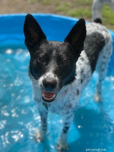 18 Joyful Dogs That Bring Smiles to Everyone