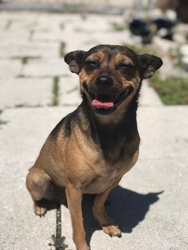 18 Joyful Dogs That Bring Smiles to Everyone