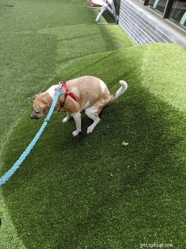 Heartwarming & Hilarious: Dog Owners Share Their Pets  Quirky Moments