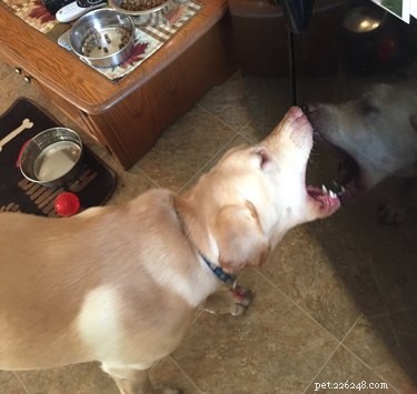 Heartwarming & Hilarious: Dog Owners Share Their Pets  Quirky Moments