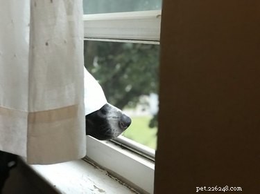 Heartwarming & Hilarious: Dog Owners Share Their Pets  Quirky Moments