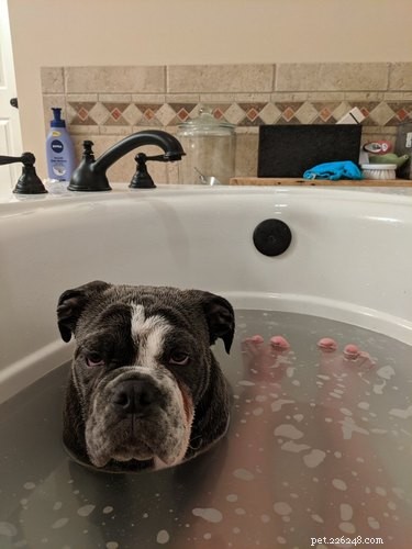 Heartwarming & Hilarious: Dog Owners Share Their Pets  Quirky Moments