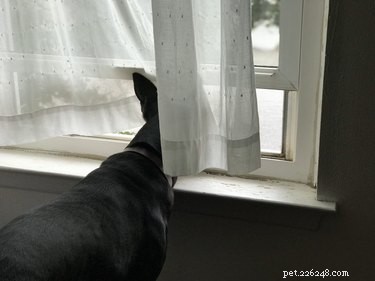 Heartwarming & Hilarious: Dog Owners Share Their Pets  Quirky Moments