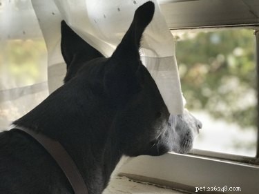 Heartwarming & Hilarious: Dog Owners Share Their Pets  Quirky Moments