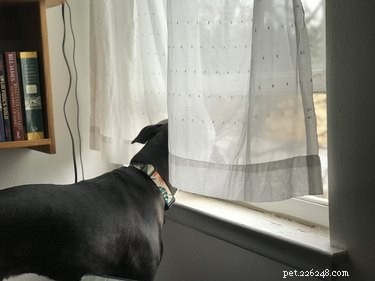 Heartwarming & Hilarious: Dog Owners Share Their Pets  Quirky Moments