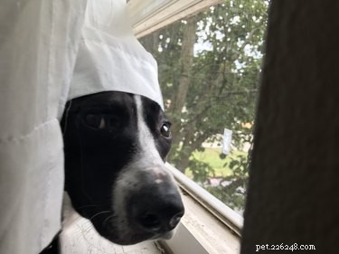 Heartwarming & Hilarious: Dog Owners Share Their Pets  Quirky Moments