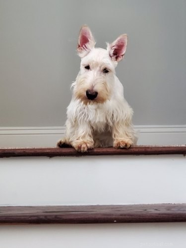 Heartwarming & Hilarious: Dog Owners Share Their Pets  Quirky Moments