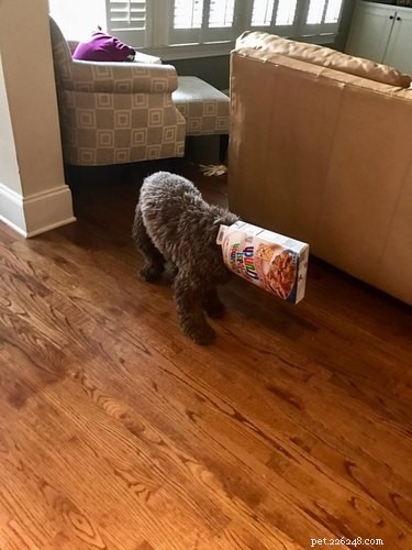 Heartwarming & Hilarious: Dog Owners Share Their Pets  Quirky Moments