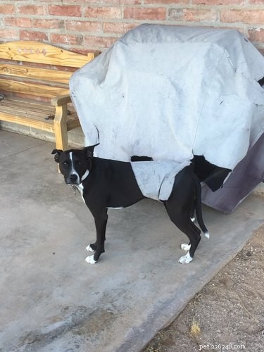Heartwarming & Hilarious: Dog Owners Share Their Pets  Quirky Moments