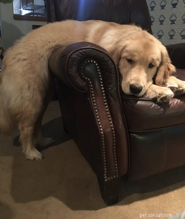 Heartwarming & Hilarious: Dog Owners Share Their Pets  Quirky Moments