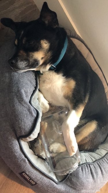 Heartwarming & Hilarious: Dog Owners Share Their Pets  Quirky Moments