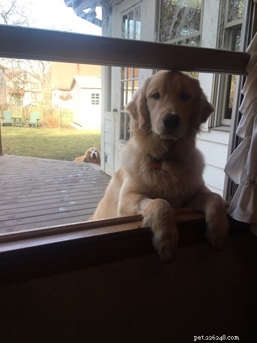 Heartwarming & Hilarious: Dog Owners Share Their Pets  Quirky Moments