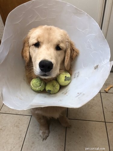 Heartwarming & Hilarious: Dog Owners Share Their Pets  Quirky Moments