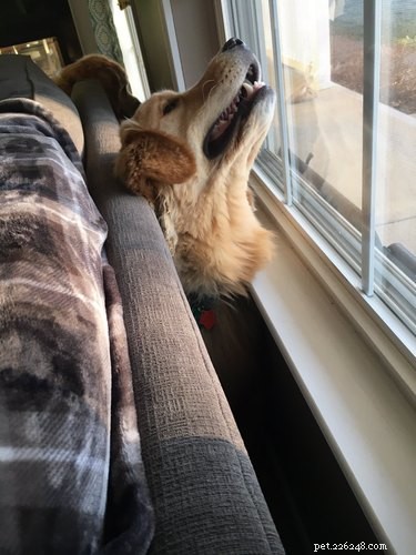 Heartwarming & Hilarious: Dog Owners Share Their Pets  Quirky Moments