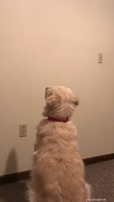 Heartwarming & Hilarious: Dog Owners Share Their Pets  Quirky Moments