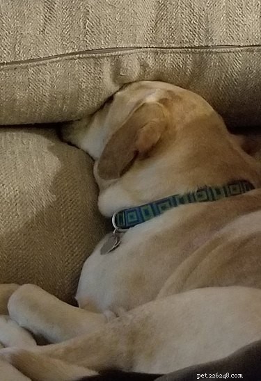 Heartwarming & Hilarious: Dog Owners Share Their Pets  Quirky Moments