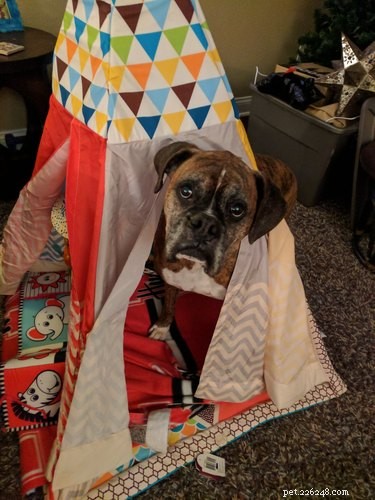 Heartwarming & Hilarious: Dog Owners Share Their Pets  Quirky Moments