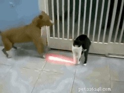 24 Dogs That Obliviously Ignore Their Cats  Hate