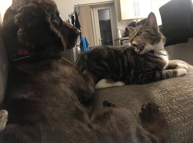 24 Dogs That Obliviously Ignore Their Cats  Hate