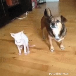 24 Dogs That Obliviously Ignore Their Cats  Hate