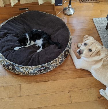 24 Dogs That Obliviously Ignore Their Cats  Hate