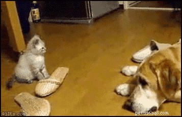 24 Dogs That Obliviously Ignore Their Cats  Hate