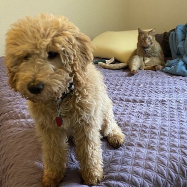24 Dogs That Obliviously Ignore Their Cats  Hate