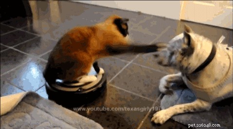 24 Dogs That Obliviously Ignore Their Cats  Hate