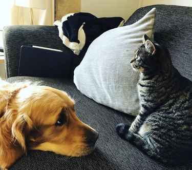 24 Dogs That Obliviously Ignore Their Cats  Hate