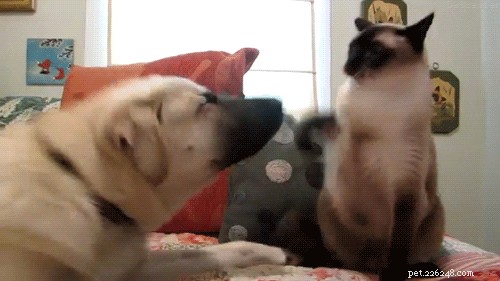 24 Dogs That Obliviously Ignore Their Cats  Hate