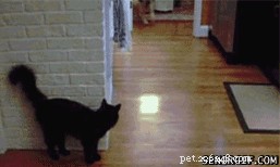 24 Dogs That Obliviously Ignore Their Cats  Hate