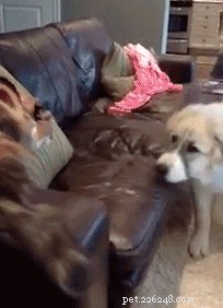 24 Dogs That Obliviously Ignore Their Cats  Hate