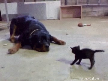 24 Dogs That Obliviously Ignore Their Cats  Hate