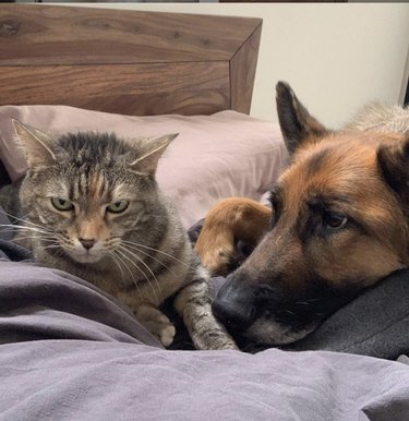 24 Dogs That Obliviously Ignore Their Cats  Hate