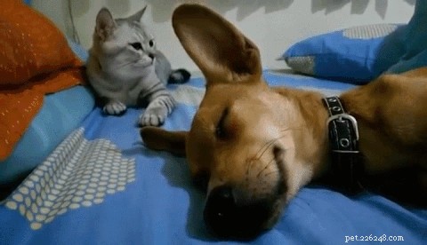 24 Dogs That Obliviously Ignore Their Cats  Hate