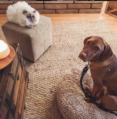 24 Dogs That Obliviously Ignore Their Cats  Hate