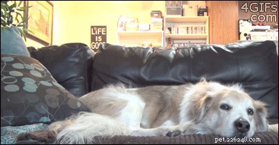 24 Dogs That Obliviously Ignore Their Cats  Hate