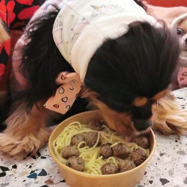 19 Gourmet Dogs Who Love Delicious Cuisine