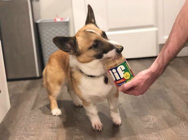 19 Gourmet Dogs Who Love Delicious Cuisine