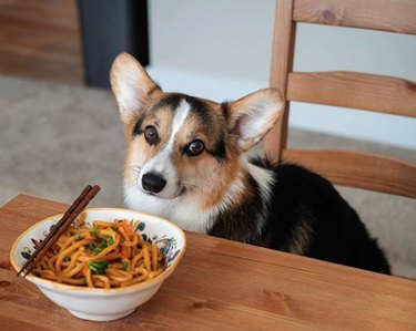 19 Gourmet Dogs Who Love Delicious Cuisine