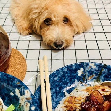19 Gourmet Dogs Who Love Delicious Cuisine