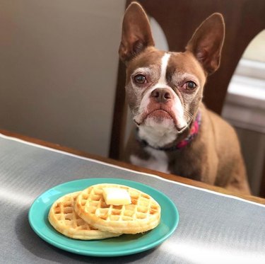 19 Gourmet Dogs Who Love Delicious Cuisine